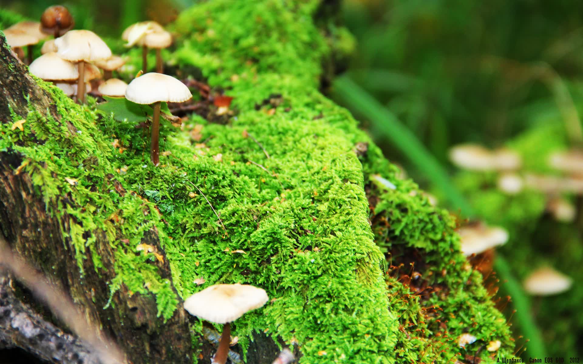 世界保龄球巡回赛城市站青少年联赛扩招，保龄球国际比赛